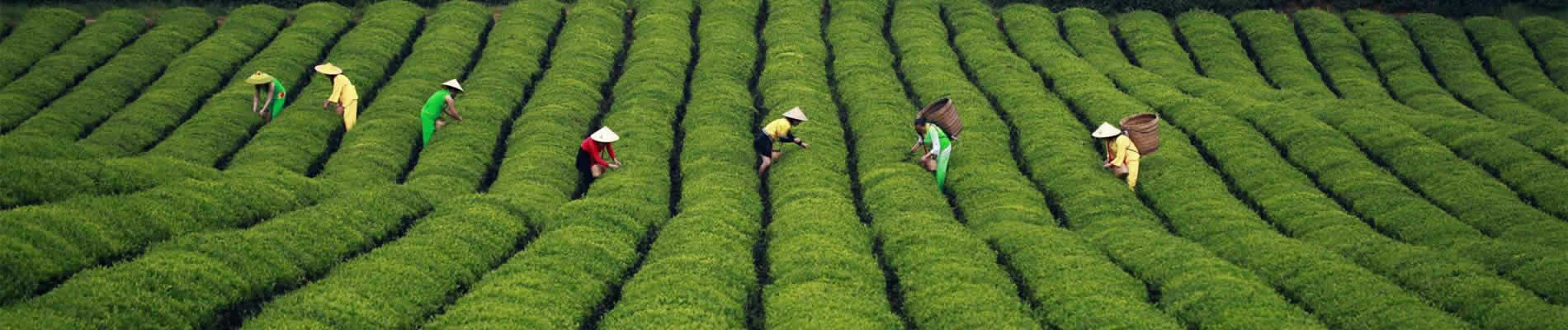 Enjoy a 6-hour tour that takes you to Longjing where you learn all about this celebrated tea.Your knowledgeable guide takes you to see the China National Tea Museum, Eighteen Imperial Tea Bushes, Meijiawu Tea Village, each place revealing another aspect of this fine tea.