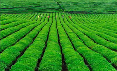 Dragon Well Tea Plantation