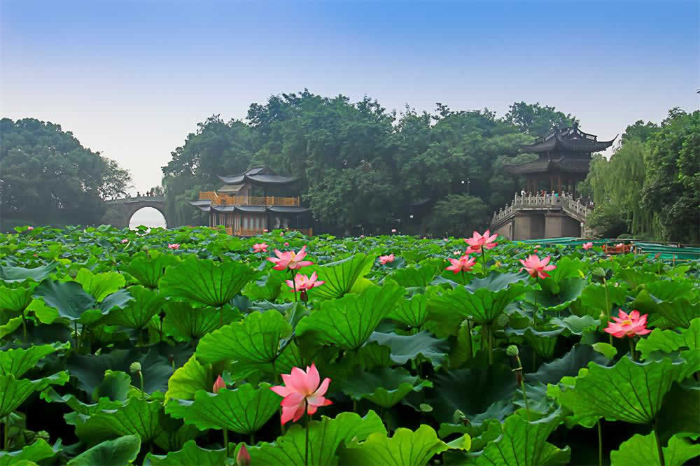 Curved Yard and Lotus Pool