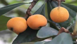 2020 Tangxi Loquat Festival Arrives