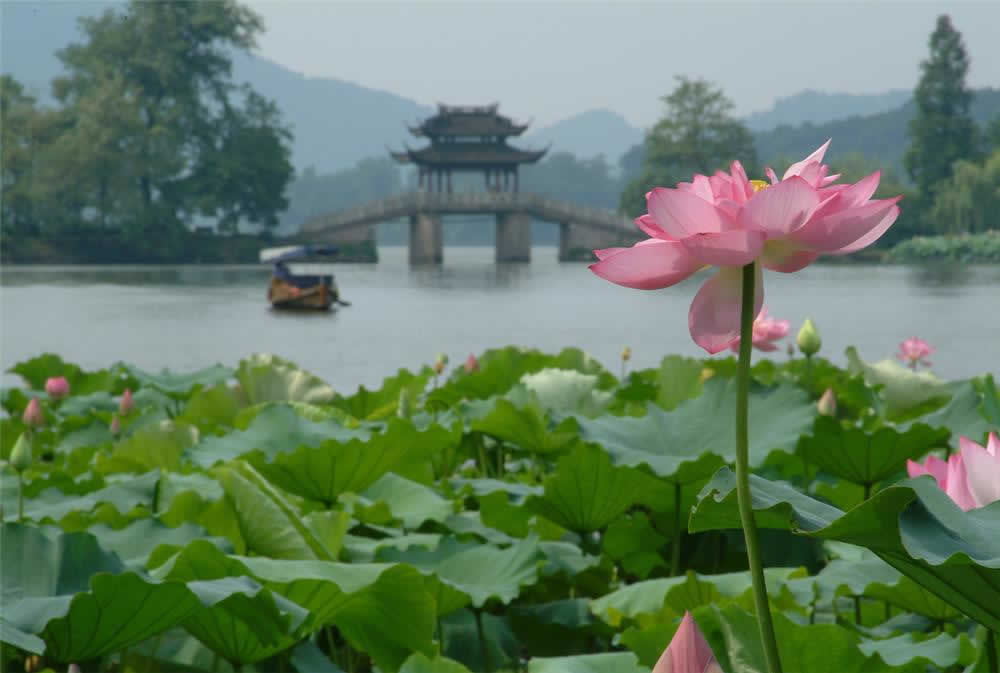 2020 Hangzhou Lotus Flower Viewing Guide
