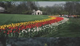 Tulips are in bloom despite the epidemic
