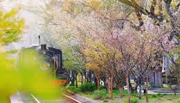 A Glimpse of Spring in Hangzhou