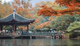 Hangzhou City’s best season comes with fallen leaves