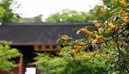 Blooming osmanthus offers a taste of autumn in hangzhou