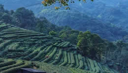 Heat to affect Longjing tea in hangzhou