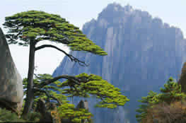 Three Days Two Night Huangshan(Yellow Mountain) tour from Hangzhou By High Speed Train 