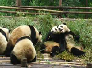 14 Days China Experience Tour With Panda