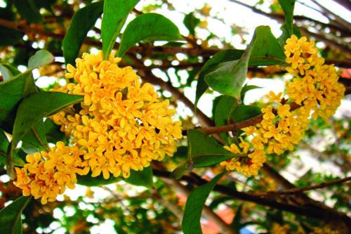 osmanthus_2.jpg