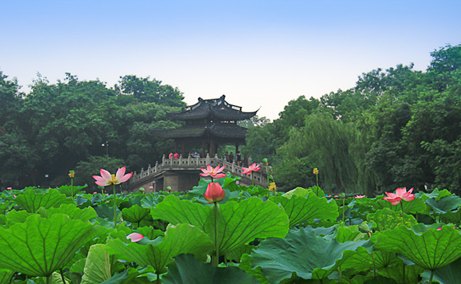 hangzhou_lotus_summer6.jpg