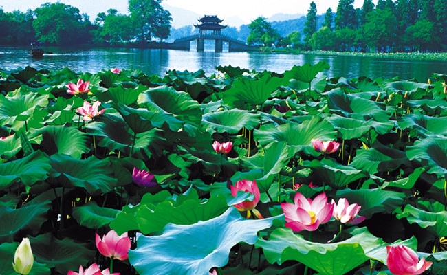 Breeze_ruffled_Lotus_at_Quyuan_Garden.jpg