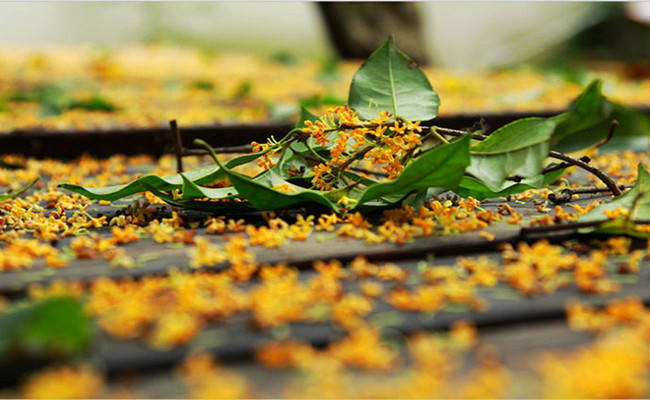 Sweet_Osmanthus_Rain_at_Manjuelong_Village.jpg