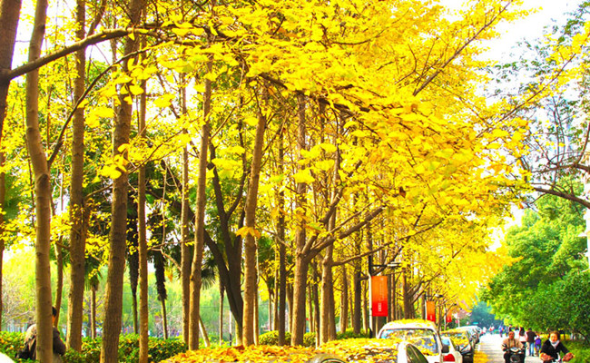 Zhaohui_ginkgo_hangzhou.jpg