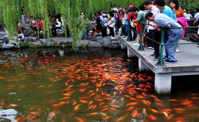 Fish_Viewing_at_the_Flower_Pond_05.jpg