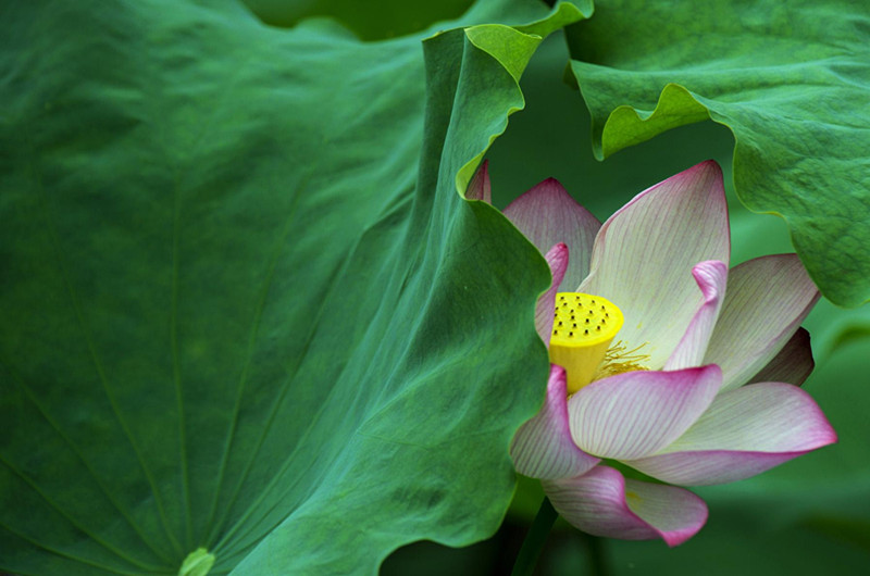 Westlake_lotus_summer_01.jpg