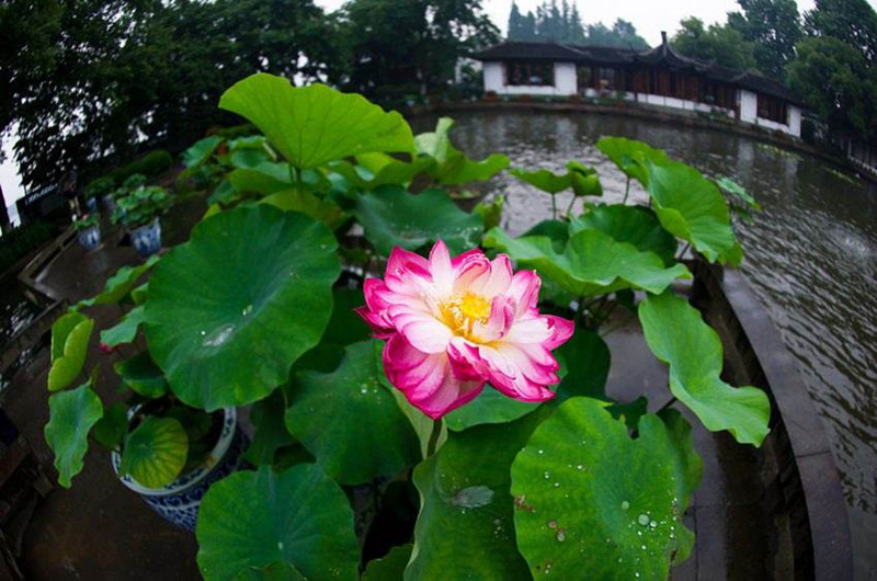 Westlake_lotus_summer_03.jpg