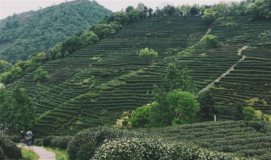 hangzhou_tea_garden_tour.jpg