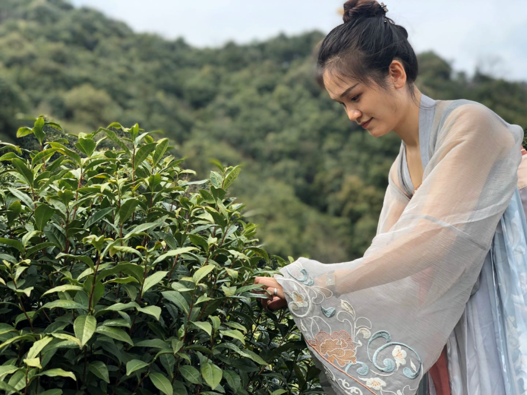 Hangzhou_tea_picking_02.png