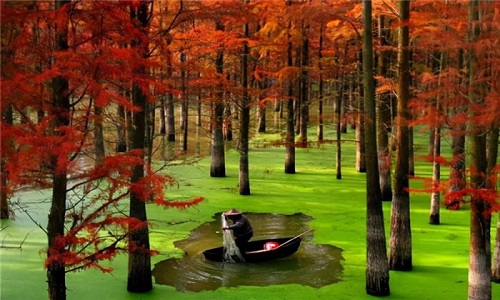 Hangzhou-Qingshan-Lake-National-Forest-Park-Hangzhou