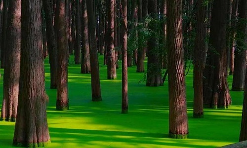 Hangzhou-Qingshan-Lake-National-Forest-Park