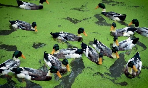 Hangzhou-Qingshan-Lake-National-Forest-Park-Hangzhou
