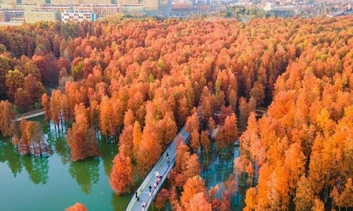 Hangzhou-Qingshan-Lake-National-Forest-Park