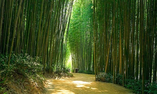 Amanyangyun-Bamboo-Forest-Walk2