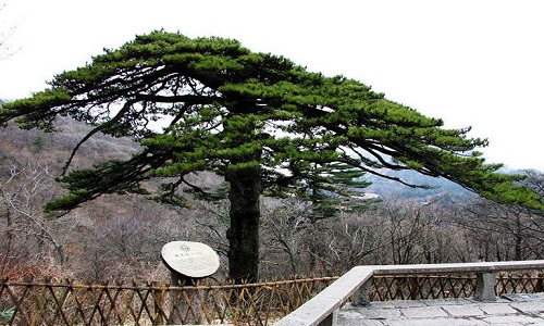 Black-Tiger-Pine