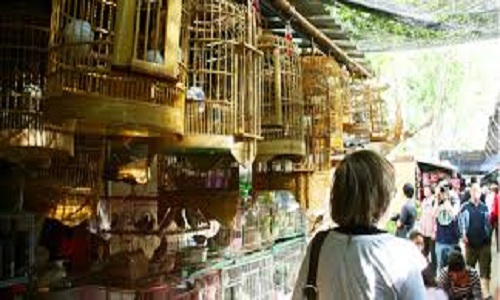 Flower-and-Birds-Market