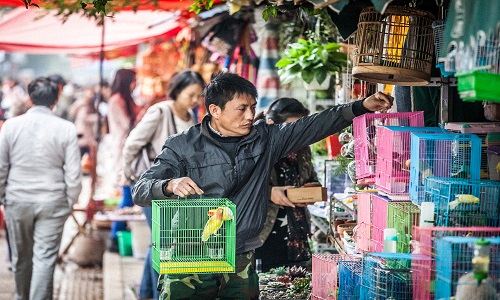 Flower-and-Birds-Market-Kunming