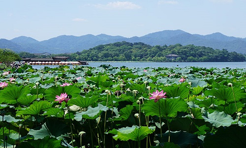 Lotus-in-the-Breeze-at-the-Crooked-Courtyard-Hangzhou