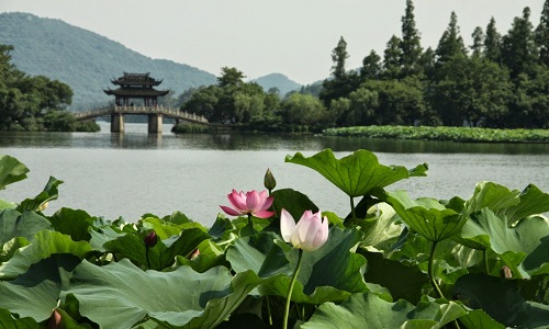 Lotus-in-the-Breeze-at-the-Crooked-Courtyard