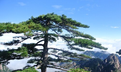 Umbrella-Pine