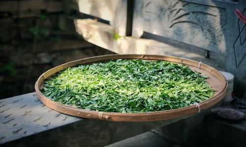 Meijiawu-Tea-Plantation-Hangzhou3