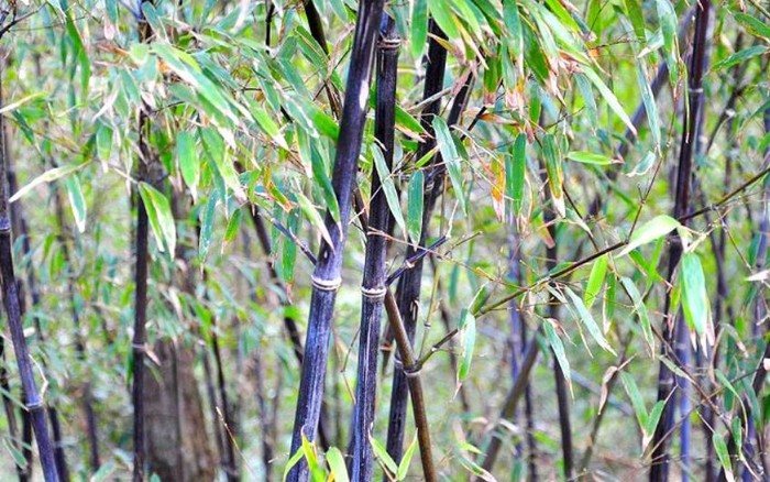 Purple-Bamboo-Forest Purple-Bamboo-Forest