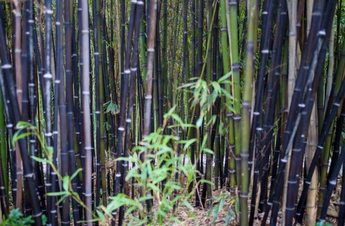 Purple-Bamboo-Forest2 Purple-Bamboo-Forest2
