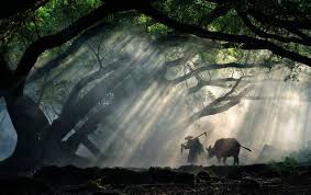 Yangjiaxi-Banyan-and-Maple-Park3