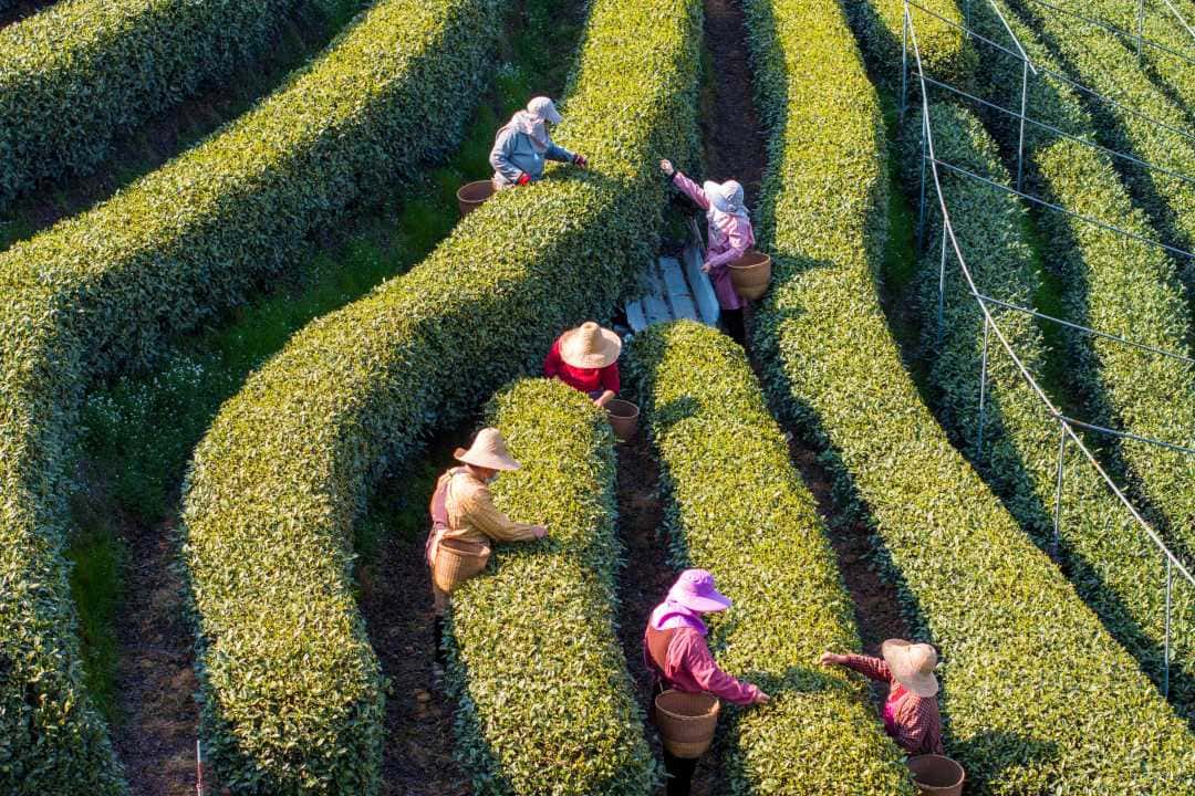 Longjing-Village-Tea-Experience