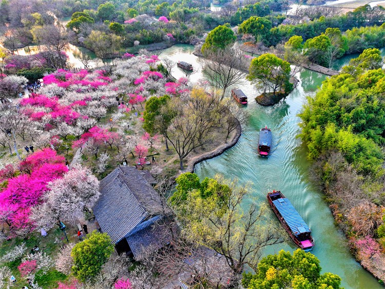 Plum-Blossom-Festival4