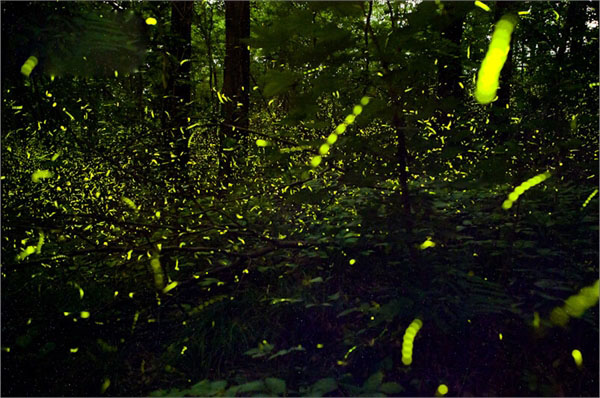 Watching-Fireflies3