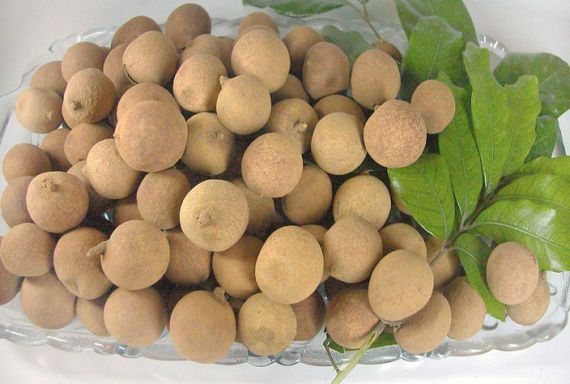 Quanzhou-Longan