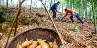 Winter-Bamboo-Shoots