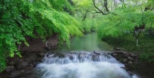 Nine-Creeks-Meandering-Through-a-Misty-Forest2