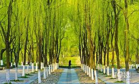 Orioles-Singing-in-the-Willows