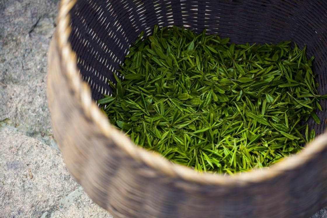 Pre-Qingming-Longjing