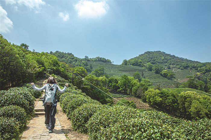 Stroll-Through-Scenic-Tea-Plantations