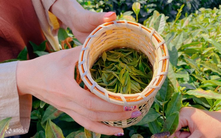 Tea-Picking-Experience2