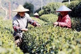 Tea-Picking-Experience3