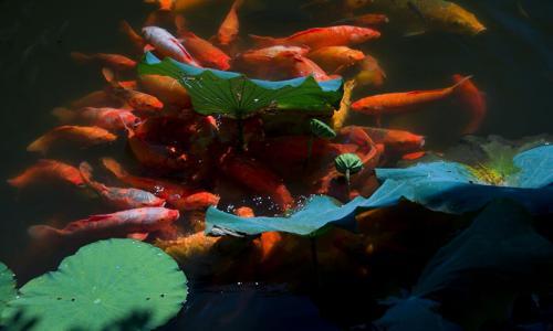 Viewing-Fish-at-the-Flower-Pond-Hangzhou1