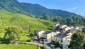 Visit-Local-Tea-Farms-and-Workshops